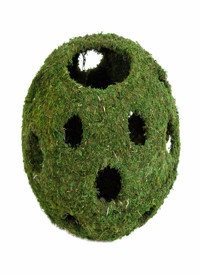 Galapagos Galápagos (05345) Mossy Cave with Holes | Natural Reptile Hide for Bearded Dragons, Geckos, Snakes, Tortoises, Frogs, Hermit Crabs, and Lizards | Terrarium Decor, 12in Diameter - Image 1